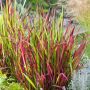Gėlė vazone imperata RED BARON, Ø 17 cm, 0.4 - 0.5 m