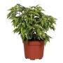 Gėlė vazone fikusas BENJAMINA KINKY, Ø 12 cm, 0.3 - 0.4 m