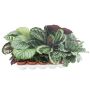 Gėlė vazone kalatėja Mix, Ø 12 cm, 0.3 - 0.4 m
