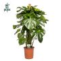 Gėlė monstera DELICIOSA, 120 cm, ø24 cm