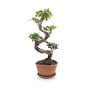 Gėlė vazone fikusas GINSENG S-TYPE, 65 cm, ø22 cm