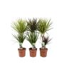Gėlė vazone dracena TUTTI FRUTTI MIX, Ø 17 cm, 0.8 m