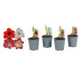Gėlė vazone amarilis MIX, Ø 12 cm, 0.4 - 0.5 m