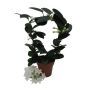 Gėlė vazone madagaskaro jazminas BOW, Ø 12 cm, 0.4 - 0.5 m
