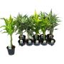 Gėlė vazone dracena SANDRIANA MIX, Ø 12 cm, 0.5 - 0.6 m