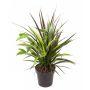 Gėlė vazone dracena COMBO, Ø 17 cm, 0.4 - 0.5 m