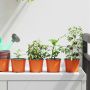 Gėlių vazonas 200 pcs Terakotos Ø 15 x 12.5 cm Plastmasė