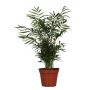 Gėlė vazone chamedorėja ELEGANS, Ø17 cm, 55–65 cm