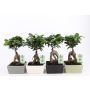 Gėlė vazone fikusas GINSENG, Ø15 cm, 35–45 cm