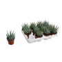 Gėlė vazone alavijas HUMILIS, Ø8,5 cm, 15–20 cm