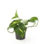 Gėlė vazone skindapas AURERUM, Ø12 cm, 25–30 cm