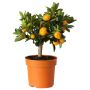 Gėlė vazone citrinmedis Calamondin, Ø 15 cm, 0.47 - 0.57 m
