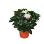 Gėlė vazone gardenija , Ø 13 cm, 0.25 - 0.3 m