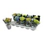 Gėlė vazone hortenzija Mix, Ø 9 cm, 0.15 - 0.2 m
