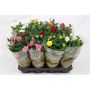 Gėlė vazone rožė MIX, Ø 10.5 cm, 0.25 - 0.3 m
