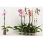 Gėlė vazone orchidėja Mix, 40 - 50 cm, ø12 cm