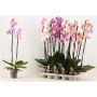 Gėlė vazone orchidėja Mix, 60 - 70 cm, ø12 cm