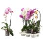 Gėlė vazone orchidėja Cascade, 55 - 65 cm, ø12 cm