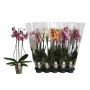 Gėlė vazone orchidėja Mix, 55 - 65 cm, ø12 cm