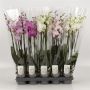 Gėlė orchidėja Mix, 55 - 65 cm, ø12 cm