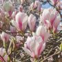 Magnolija SULANŽO, 200 - 250 cm, Ø49 cm