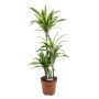 Gėlė vazone dracena LEMON LIME, Ø21 cm, 110–120 cm