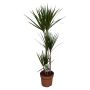 Gėlė vazone dracena MARGINATA, Ø21 cm, 120–130 cm