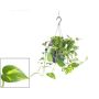 Gėlė vazone skindapas TREBIE, Ø15 cm, 30–40 cm