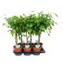 Gėlė vazone fikusas EXOTICA, Ø17 cm, 70–80 cm