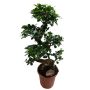 Gėlė vazone fikusas GINSENG MICROCARPA, Ø21 cm, 65–75 cm