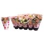 Gėlė vazone kalankė MIX, Ø12 cm, 27–32 cm
