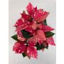 Gėlė puansetija FANTASY STAR GLITTER, 25 cm, ø10.5 cm