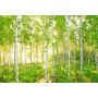 Fototapetai, Komar, 8-519, 368x254 cm