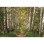 Fototapetai Sunny decor Birkenwald, 98301, 368 x 254 cm