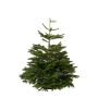 Kėnis Christmas Touch Nordmaniana Nature, 100 - 150 cm