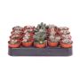 Gėlė vazone litopsis MIX, Ø5,5 cm, 8–12 cm