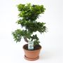 Gėlė vazone fikusas GINSENG, Ø27 cm, 70–80 cm