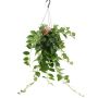 Gėlė vazone eschinantas MONA LIZA, Ø15 cm, 30–40 cm