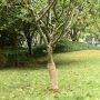 Džiuto ritiniai, 2vnt., 0,5x50m, 100% džiutas, 200g/m²
