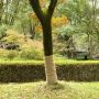 Džiuto ritinys 1 x 5 m, 100 % džiutas, 200 g/m²