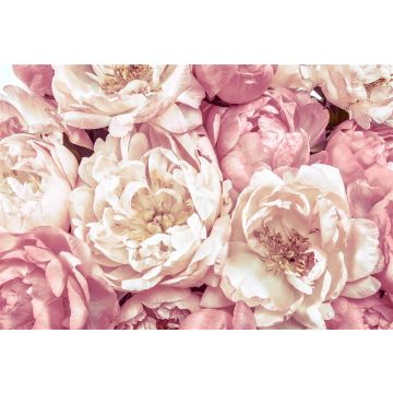 Fototapetas Komar Peonies XXL4-091, 368 cm x 248 cm