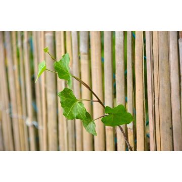 Bambukinė tvorelė Garden Center 2019753, 3 cm x 2 cm, ruda