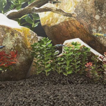 Vulkaninės uolienos, juodos spalvos, 25kg, 1-2cm