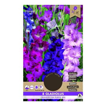 Svogūn. gėlės kardelis Grandiflora Purple Mix, 12/14, 8 vnt.