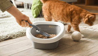 Kaip išsirinkti tinkamą kačių kraiką savo namams